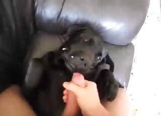 Weird guy jerks off and lets his black dog eat all drops of jizz