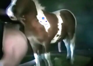 Horses loving pervert gets screwed by a stallion in a wild zoo scene