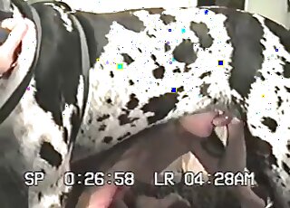 Horny wife enjoys every inch of her dalmatian dog’s cock in a hot scene