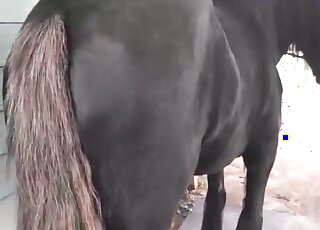 Zoophile voyeur takes a video of a horse’s pussy and enjoys it