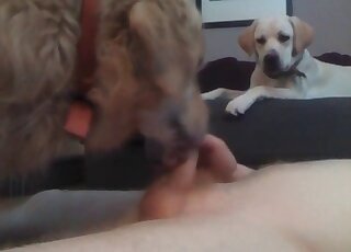 Dude spreads legs to let his dog lick his balls and cock properly