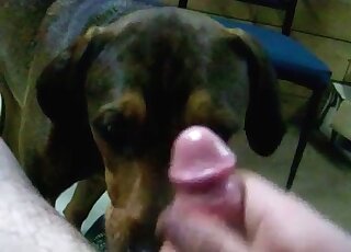 Zoo sex addicted guy takes out his cock for his dog to lick