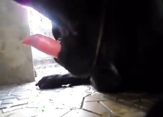 Dog cock is being highlighted in a free solo zoophilia porn video