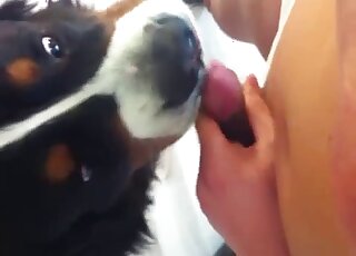 Dude jerks off furiously and lets the dog suck his hard member too