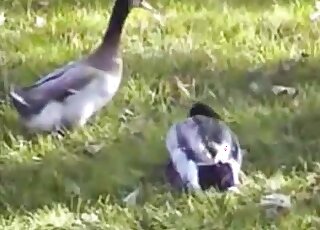 Geese featured in a taboo bird porn movie with a dash of zoophilia