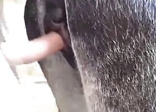 Hard cock slides in a mare's pussy in a hardcore horse porn movie