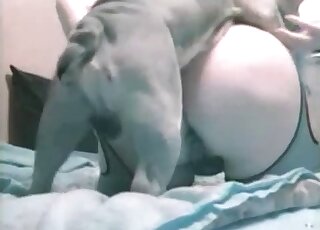 Big ass MILF gets fucked by a dog on all fours in taboo zoophile tape