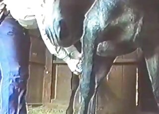 Farm porn movie with a well-hung stallion that loves flaunting it