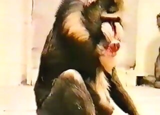 Ape foreplay fucking captured in a vintage zoophile porno here