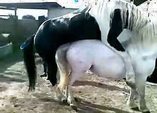 White pony steals the show in an outdoor porn movie with teasing