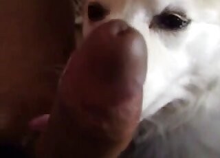 Dude's cock is getting licked by his obedient dog in zoo POV oral vid