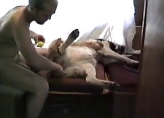 Guy with a large penis is playing with a white dog's pussy on cam