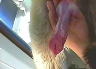 Red animal cock blowing a massive load in a closeup porn vid