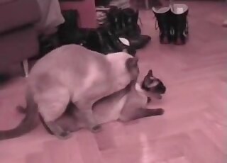 Incredible sex tape video featuring two cats that fuck with passion