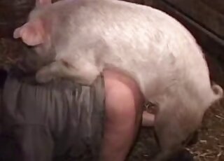 Zoophilic lady in dirty clothes fucked on all fours by a sexy pig