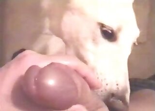 Dude's cock is being showcased in a POV dog blowjob movie here