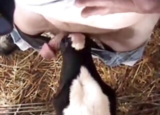 Dude's hairy cock is being pleasured orally by a very horny cow