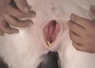White horse pussy is being exposed in free online porn movie