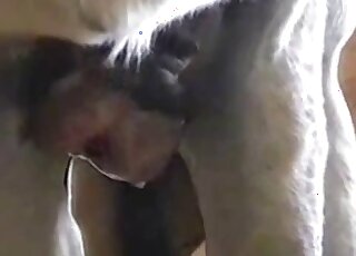 Awesome zoophile voyeur video showcasing the biggest horse cocks