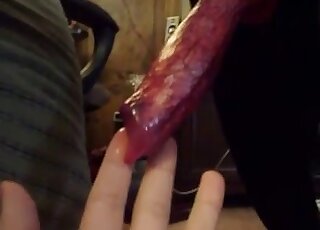 Nice handjob for a black dog with a really stiff red penis up close