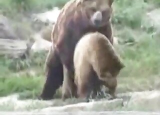 Outdoor animal-on-animal fuck movie with two brown bears screwing