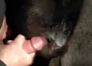 Guy licks an animal's hole before and after fucking it with his dick