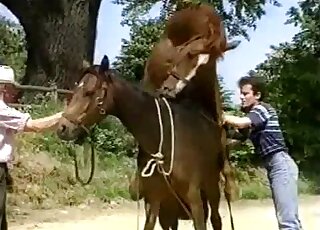 Two brown horses enjoying outdoor fucking in a crazy outdoor porno