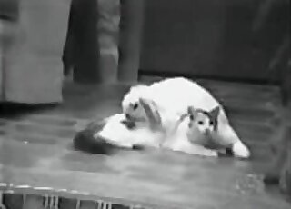 Hidden cam fucking movie featuring a sexy cat that fucks a rabbit
