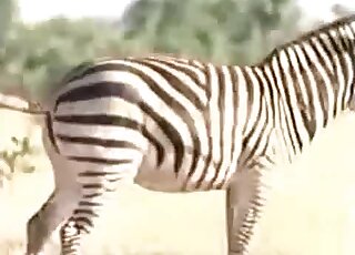 Zebra cock slides into a juicy zebra pussy in a passionate porn vid