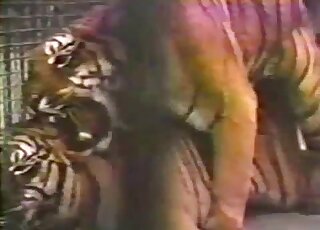 Tiger porn movie featuring two big animals enjoying intercourse