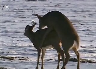 Scenic scene in which a deer fucks an animal by the water beautifully