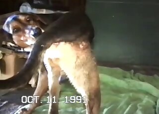 Lanky dude with a hard cock is happily fucking a mutt from behind