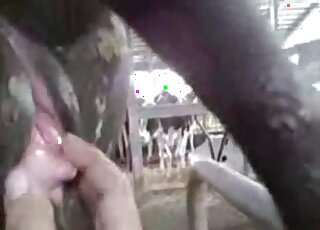Dude is going to finger this mare's giant pussy in a POV porn scene