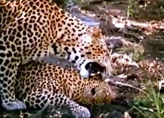 Cheetah porn movie with a sexy wild cat and its gorgeous penis